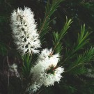 African Black Soap med tea tree thumbnail